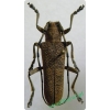 Saperda carcharias (Linnaeus, 1758) male Rzemlik topolowiec
